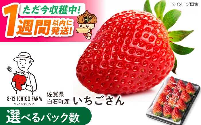 
                  いちご【スピード発送】いちごさん〈選べる容量〉 2パック or 4パック or 6パック 【8/12ICHIGOFARM】 いちごさん 苺 いちご 苺 果物 イチゴ イチゴ 苺 ichigo strawberry ストロベリー 旬 産地直送 イチゴ フルーツ 果物 国産 小分け いちご ベリー 人気苺 ふるさと納税苺 おすすめ苺 佐賀県産 いちご 白石 [IBR002]
                