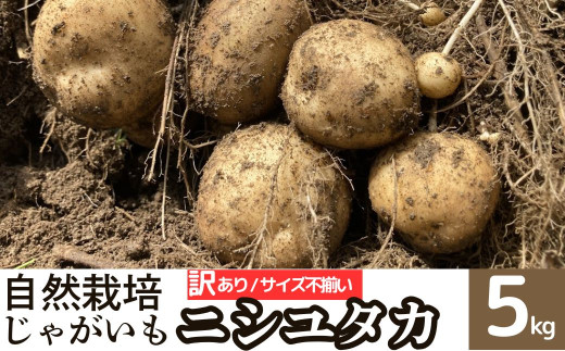A94001 ＜訳あり＞ 自然栽培 じゃがいも ニシユタカ (約5kg) 鹿児島 国産 【農園むむむ】