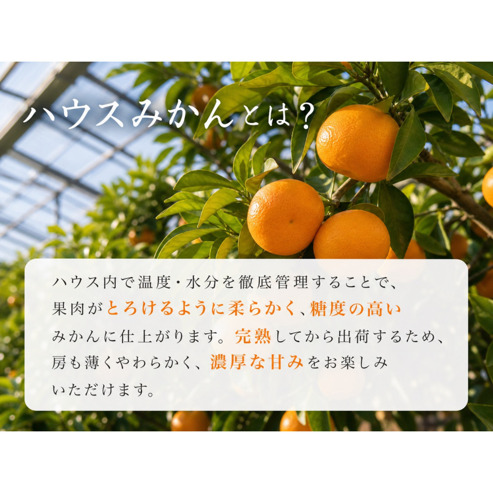 赤秀品 紀州和歌山ハウスみかん 2.5kg【2025年6月下旬頃～2025年7月中旬頃に順次発送】【UT87】