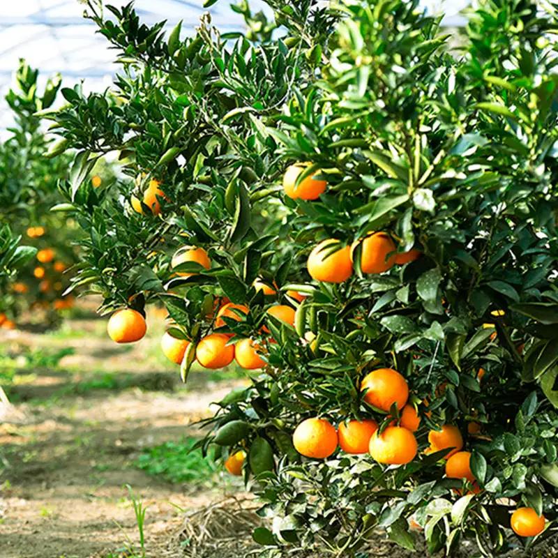 数量限定  瀬戸内せとか 約5kg【ご家庭用】 蜜柑 ジューシー 果汁 甘さ 香り コク  FAH-0039