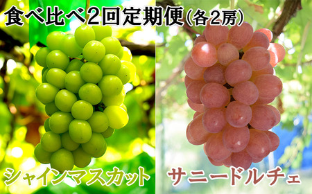 【数量限定】【2026年発送分 先行予約】【２回食べ比べ定期便・別送】シャインマスカット（２房）+サニードルチェ（２房）食べ比べ定期便（２回発送）　シャイン シャインマスカット フルーツ 果物 くだもの 山梨 やまなし サニードルチェ 食べ比べ 定期便