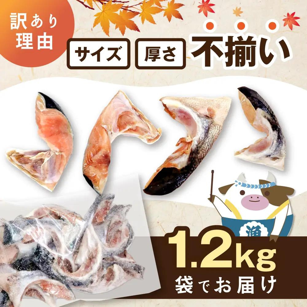 北海道産 秋鮭 カマ 計1.2kg 有塩 別海町 秋鮭