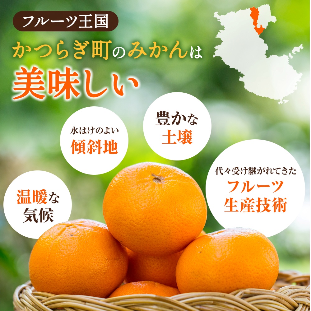 【先行予約】希少種みかん はれひめ 秀品 約5kg (25個～30個) ※2025年12月中旬～2026年2月初旬頃に順次発送予定（お届け日指定不可）/ 和歌山 みかん ミカン はれひめ フルーツ 柑