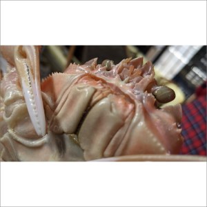 冬の旬松葉かに（山陰沖）京丹後の地元魚屋　特選茹で松葉かに　１２００ｇ以上１匹