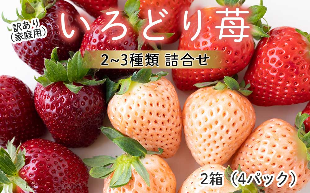 
                  ★予約受付★杉山いちご農園【2027年2月～5月 順次配送】玄海町産いろどりいちご詰め合わせ（家庭用・訳あり）／送料無料 いちご さがほのか 白いちご 淡雪 あわゆき 黒いちご 真紅の美鈴 希少 果物 くだもの フルーツ デザート 食べ比べ 予約受付
                