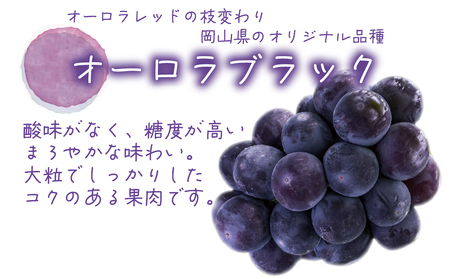 【2616-0447】岡山 花笑み農園『オーロラブラック』1kg(2房) A-1