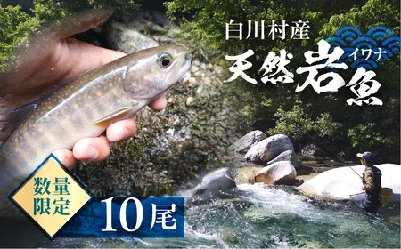 白川村産 天然岩魚 イワナ 10尾 18cm以上 岩魚 天然 いわな イワナ 魚 川魚 BBQ バーベキュー アウトドア 岐阜県 白川郷 世界遺産 塩焼き 20000円 [S804]