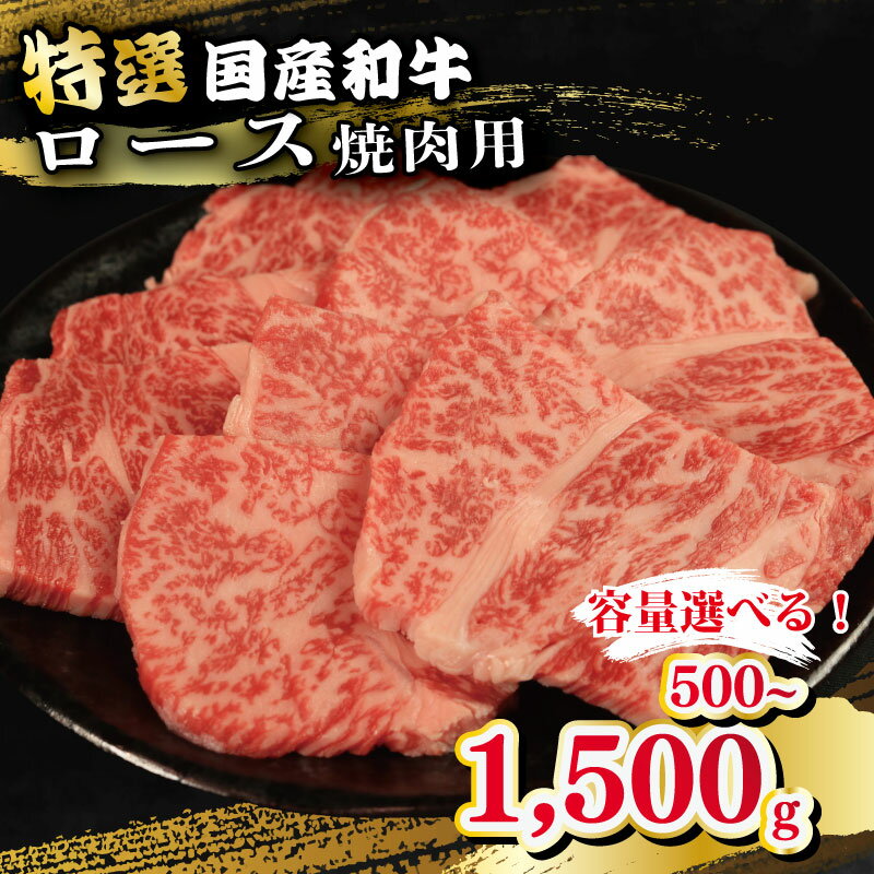 【ふるさと納税】 牛肉 特選 ロース 焼肉用 500g 1kg 1.5kg えらべる容量 焼肉 国産和牛 和牛 焼き肉 赤身 にく ぎゅう うし バーベキュー BBQ やきにく お祝い イベント パーティー おかず おつまみ 贈答 プレゼント 徳島県 吉野川市