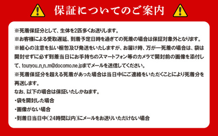 675 メダカ ダルマミックス 10匹 改良メダカ【トリハタめだか】