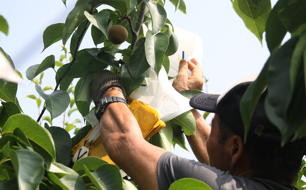 【先行予約】中野農園 梨 ”王秋梨” 5kg箱｜鳥取 岩美 梨 なし ナシ 赤梨 果物 フルーツ ※お届けは2026年11月以降【41017】
