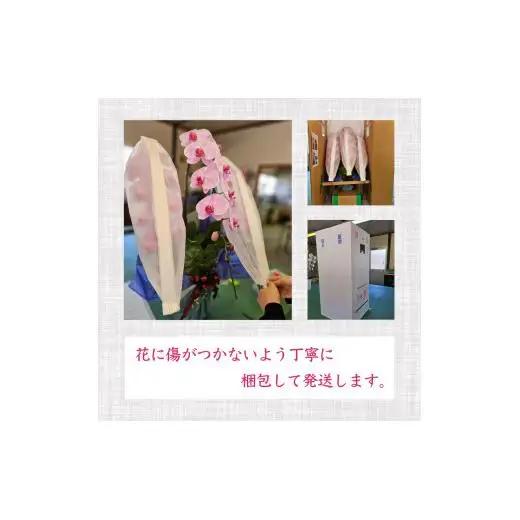 指定日配達 胡蝶蘭 3本立て 白 花