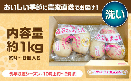 【金賞受賞】洗いれんこん　計1kg（4-8個） 【松尾青果】[IBD020]