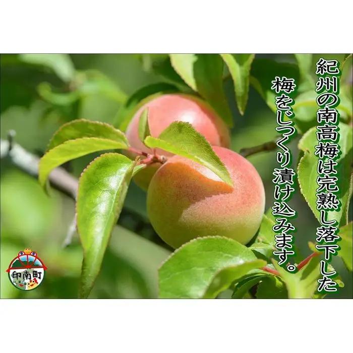 訳あり 【家庭用】紀州南高梅　こんぶ梅　1.2kg