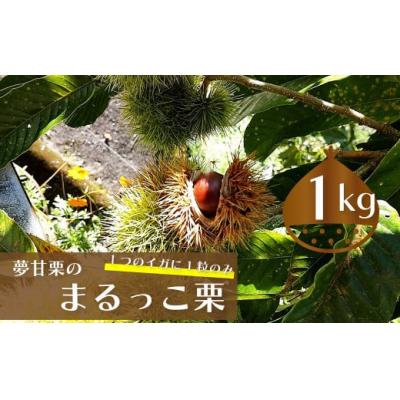 ふるさと納税 佐川町 【ふるさと納税限定】夢甘栗 まるっこ栗 秀品 高級生栗 約1kg&lt;2025年10月中旬以降発送予定&gt;