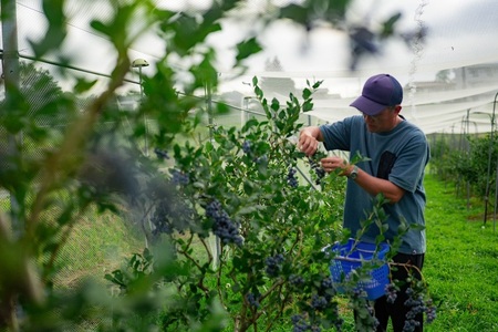 【2024年先行予約】【期間限定】ビッグりサイズの『フローズンブルーベリー（冷凍ブルーベリー）』400g×2品種