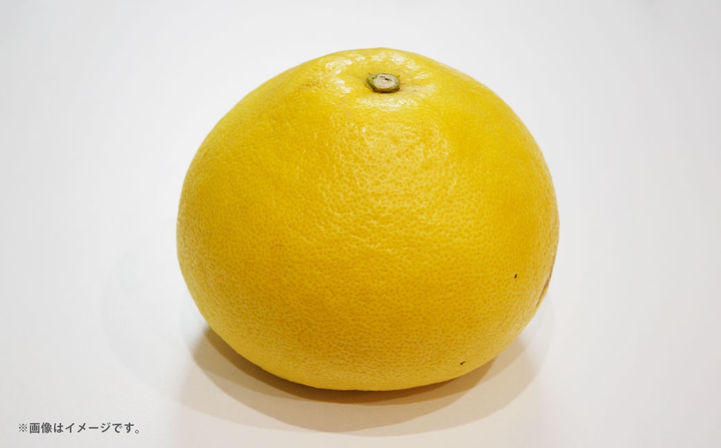 
                  パール柑 約5kg （ 7個 ～ 10個 ） 果物 くだもの フルーツ 柑橘類 柑橘系 柑橘 果実 果汁 果肉 国産 熊本県産 【 2027年2月上旬～4月上旬発送予定 】
                