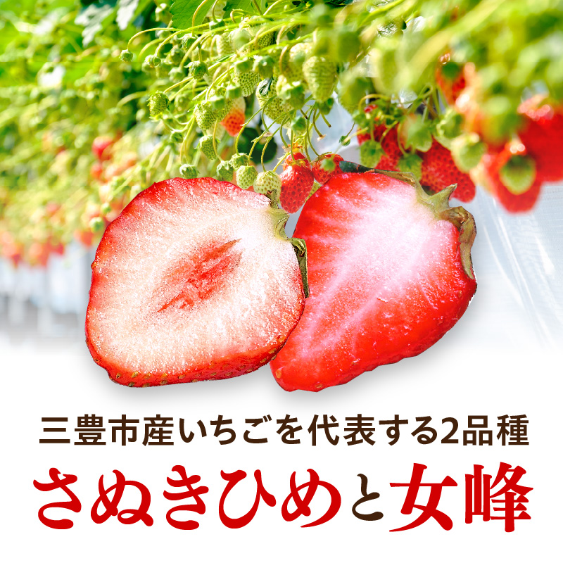 M02-0150_【ふるさと納税】 フルーツ デザート 果物 果実 さぬきひめ 女峰 年内発送 三豊 いちご 食べ比べ セット 約2kg 250g 4パック ギフト お土産 フルーツ王国  香川県 三
