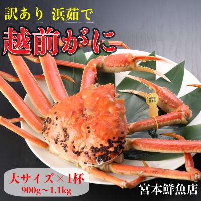 ふるさと納税 越前町 【2026年1月中旬頃より順次発送】【訳あり】《浜茹で》越前がに　大サイズ×1杯