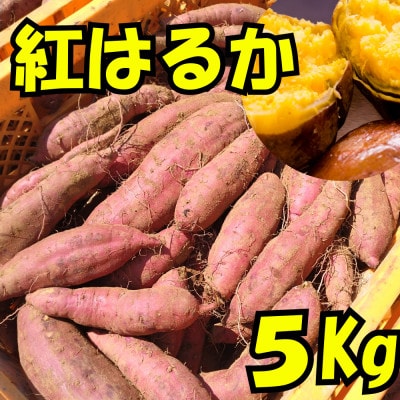 さつまいも(紅はるか)5kg【1597505】