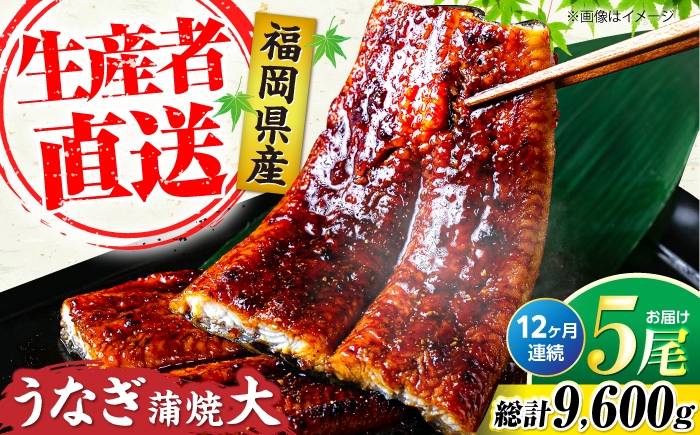 
                  【全12回定期便】福岡県産 うなぎ 蒲焼 大5尾 合計 800 g（1尾あたり 160g以上）《豊前市》【福岡養鰻】 国産 うなぎ 大 [VAD019]
                
