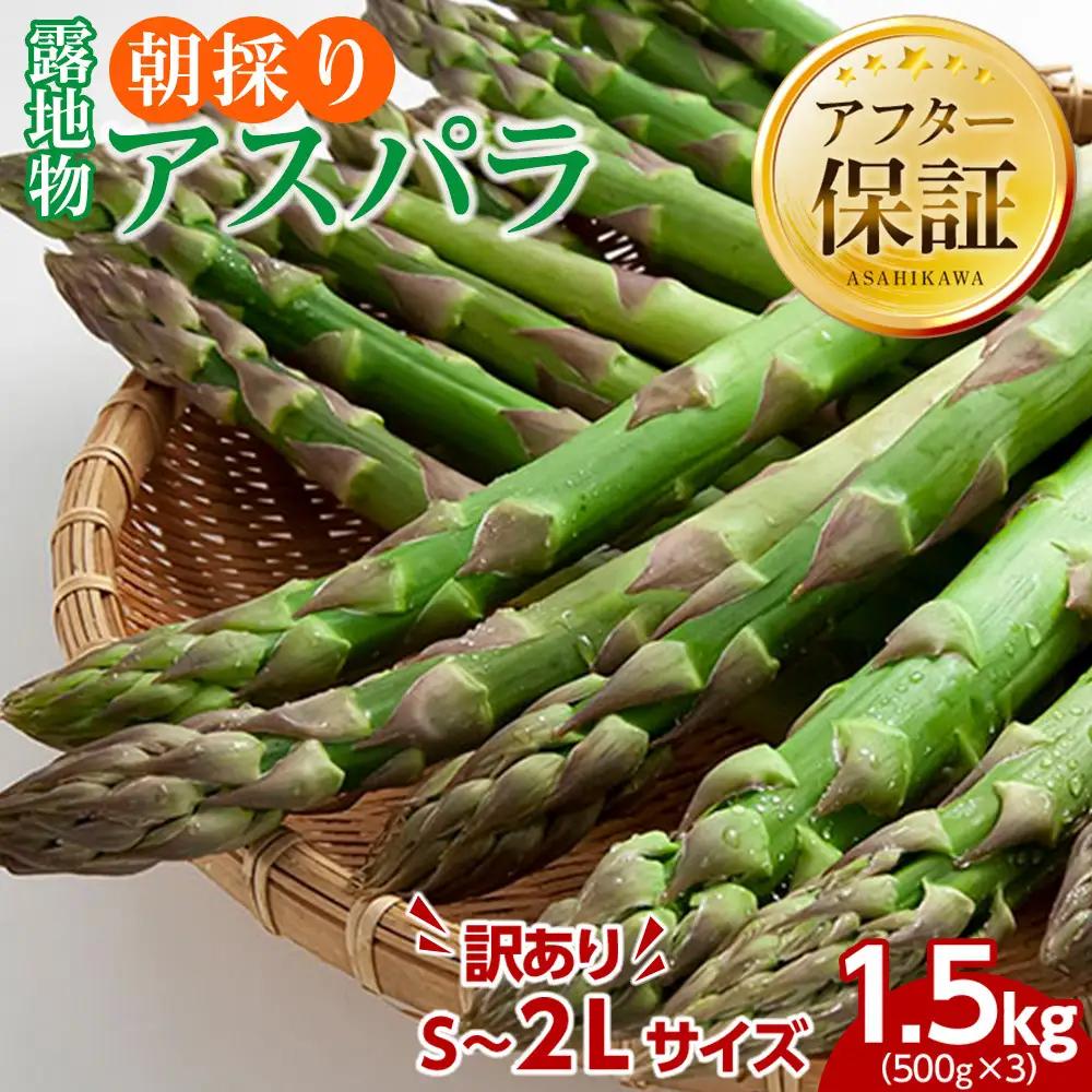【先行予約】訳あり 露地物朝採りアスパラ 500g×3セット鮮度保持フィルム入り(5月中旬発送開始) | 北海道　アスパラ