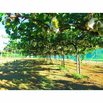 ふるさと納税 八街市 SAWA ワイン マスカットベーリーA 750ml |  | 03