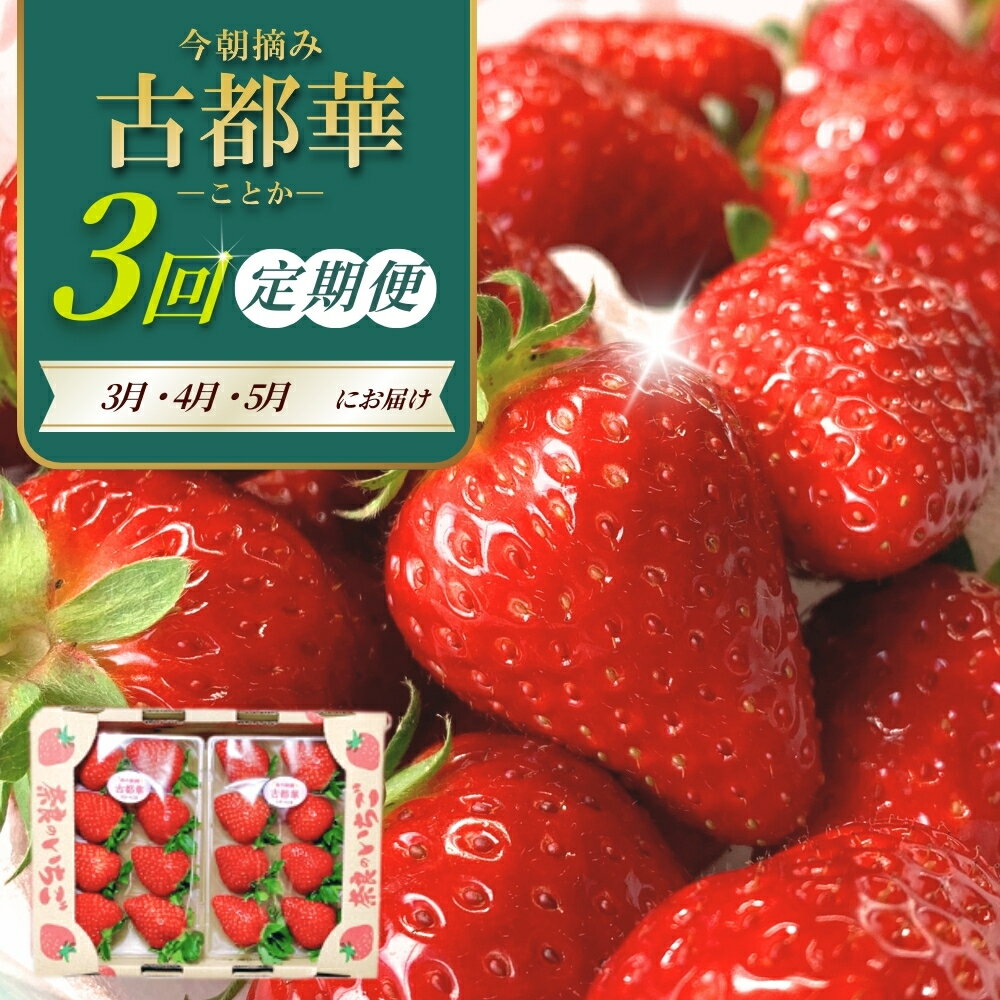 【ふるさと納税】【 いちご3月から計3回定期便 】 ◆古都華　約300g×2パック×3回 ◆ 【今朝摘みの丸笑いちご園】 ／ フルーツ いちご 苺 イチゴ 果物 くだもの 新鮮 完熟 朝採り 高級 希少品種 甘い 奈良県 葛城市