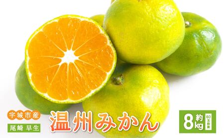 先行予約 みかん 尾崎 早生 温州みかん 約8kg (60玉前後) 【2026年12月上旬から12月下旬頃発送予定】 
