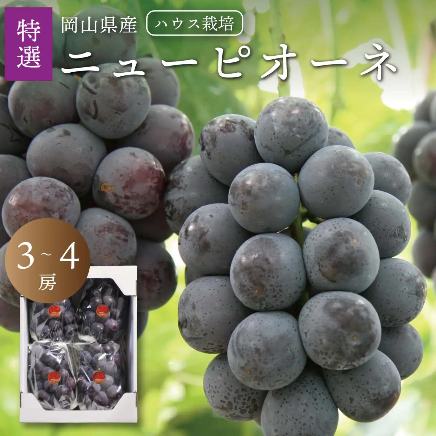 真庭市産 夏のニューピオーネ 特選３～４房 / (2026年7月中旬以降発送予定) ハウス栽培 【配送不可地域：北海道／沖縄県／離島】【jujy089-01】