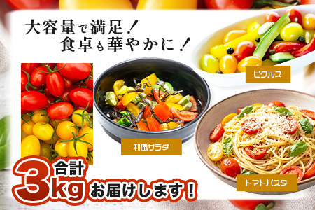 岩永さんちの カラフル ミニトマト | アイコ赤･黄MIX 3kg |【農林水産大臣賞受賞】有機肥料・化学肥料不使用 | 生産者直送 野菜 トマト 3kg とまと プチトマト サラダ やさい 旬 新鮮