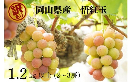 家庭用 悟紅玉  旧ゴルビー　2～3房 合計1.2kg以上 産地直送 朝採れ ぶどう 葡萄 岡山 Kawahara Green Farm　岡山県産 2026年