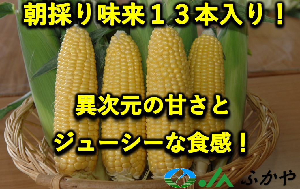 
数量限定！JAふかや　朝採りとうもろこし「味来」　13本入り　【11218-0457】
