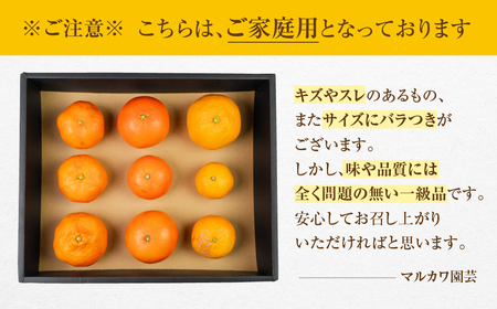 ≪先行予約≫こだわり蜜柑 蜜ツ丸 家庭用 バラ詰め 約2kg入 みかん みかん みかん みかん みかん みかん