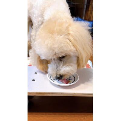 ふるさと納税 福岡市 【福岡市】マンマミーア【冷凍】(お肉ベース170g)10袋＜犬用＞ TB04 |  | 03