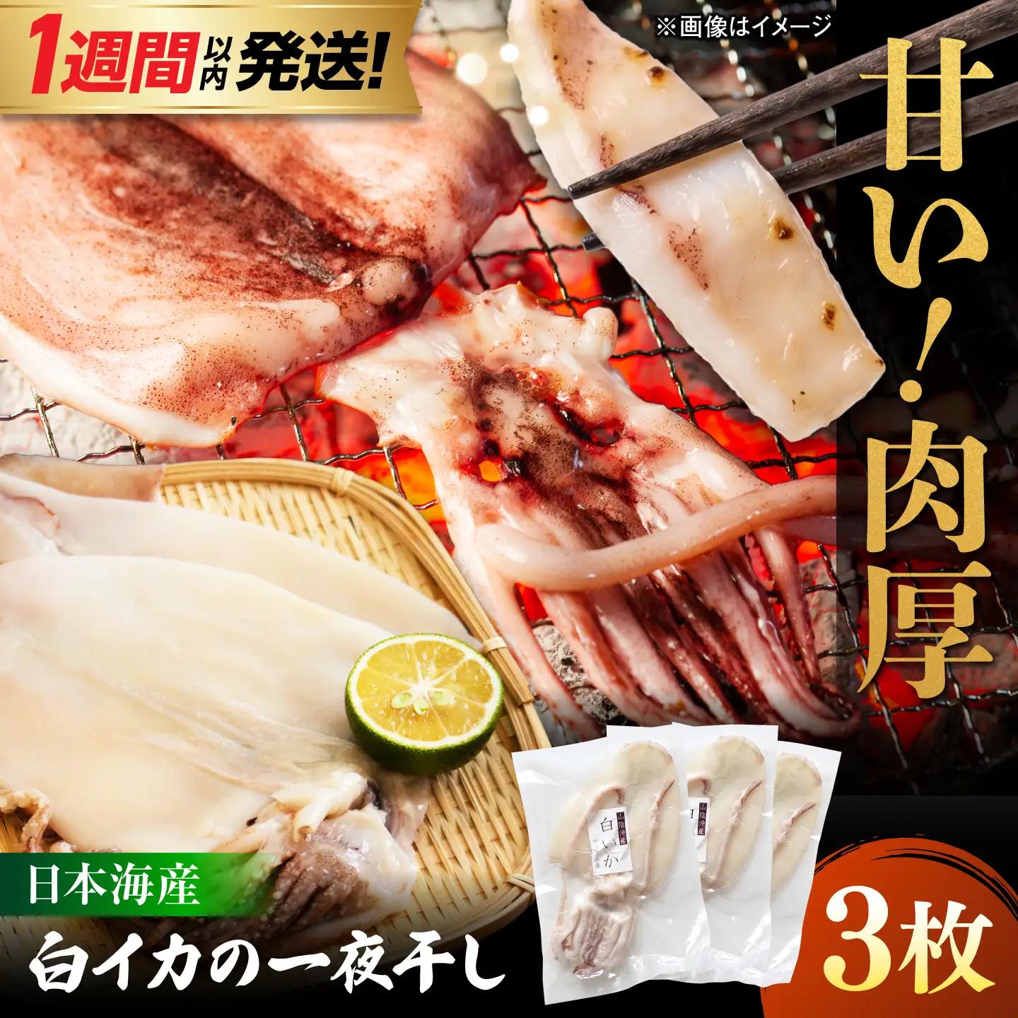 【1週間以内発送】イカ 白イカ 一夜干し 3枚セット[ALDB025]