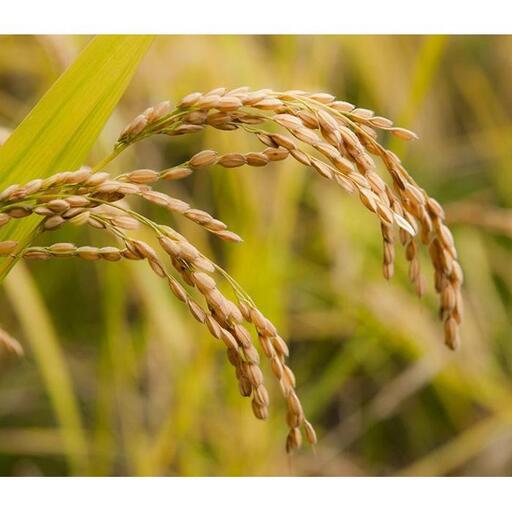 【頒布会・令和7年産】魚沼産コシヒカリ（無洗米5kg×全6回）【新潟県 特A地区】｜新潟　魚沼　コシヒカリ　定期便　5kg　6回　米　無洗米