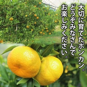 ＜先行予約＞＼数量・期間限定／池之上果樹園 の 旬 の ポンカン 化粧箱入り 約5kg（約24～30玉）鹿児島県産 ぽんかん～2025年12月上旬頃より順次発送予定～ 果樹【A-2015H】