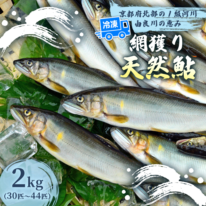 天然鮎 網獲り 冷凍 約2kg（約30匹～44匹）【 由良川の網獲り 由良川漁協 冷凍あゆ 冷凍鮎 高鮮度 冷凍 あゆ 鮎 魚 さかな 舞鶴 京都 】