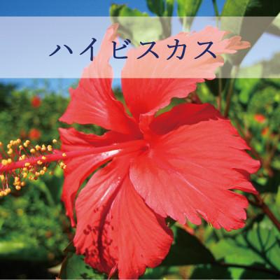 ふるさと納税 うるま市 ぬちまーすの塩とハイビスカス「リュウミネシャンプー」×12本 |  | 02