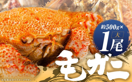 【ミソたっぷり身がぎっしり詰まった】＜毛ガニ(大)＞約500g×１尾