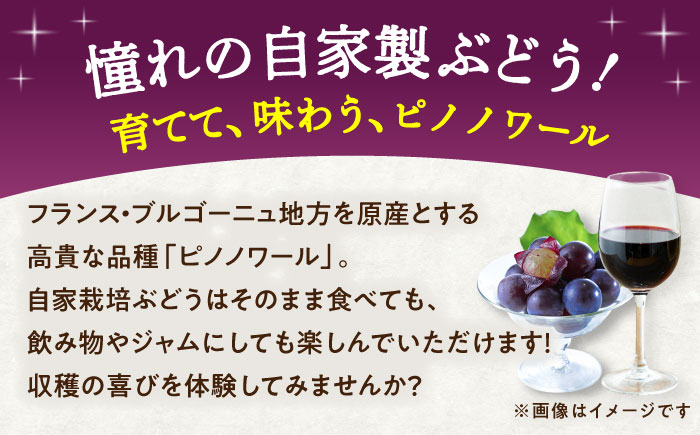 ワイン用 ブドウ苗(ピノノワール)6号鉢入り 2～3年生 大苗 樹高50cm前後 苗 苗木/ ぶどう ぶどう苗木 葡萄 ぶどうの木 庭木 植木 【Herb＆Rose】 [BHCQ006]