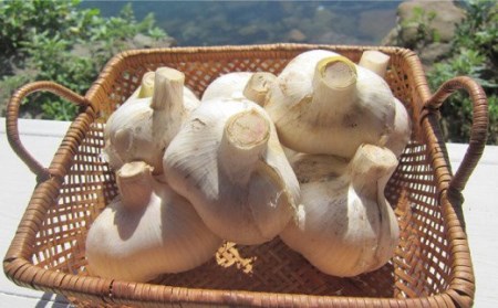 【7月先行予約】【匂わない！大きなぷっくりニンニク】【限定数量】無農薬！こだわりのジャンボニンニク  (まるごと) 五島市/ぷらっと農園 [PDS003]