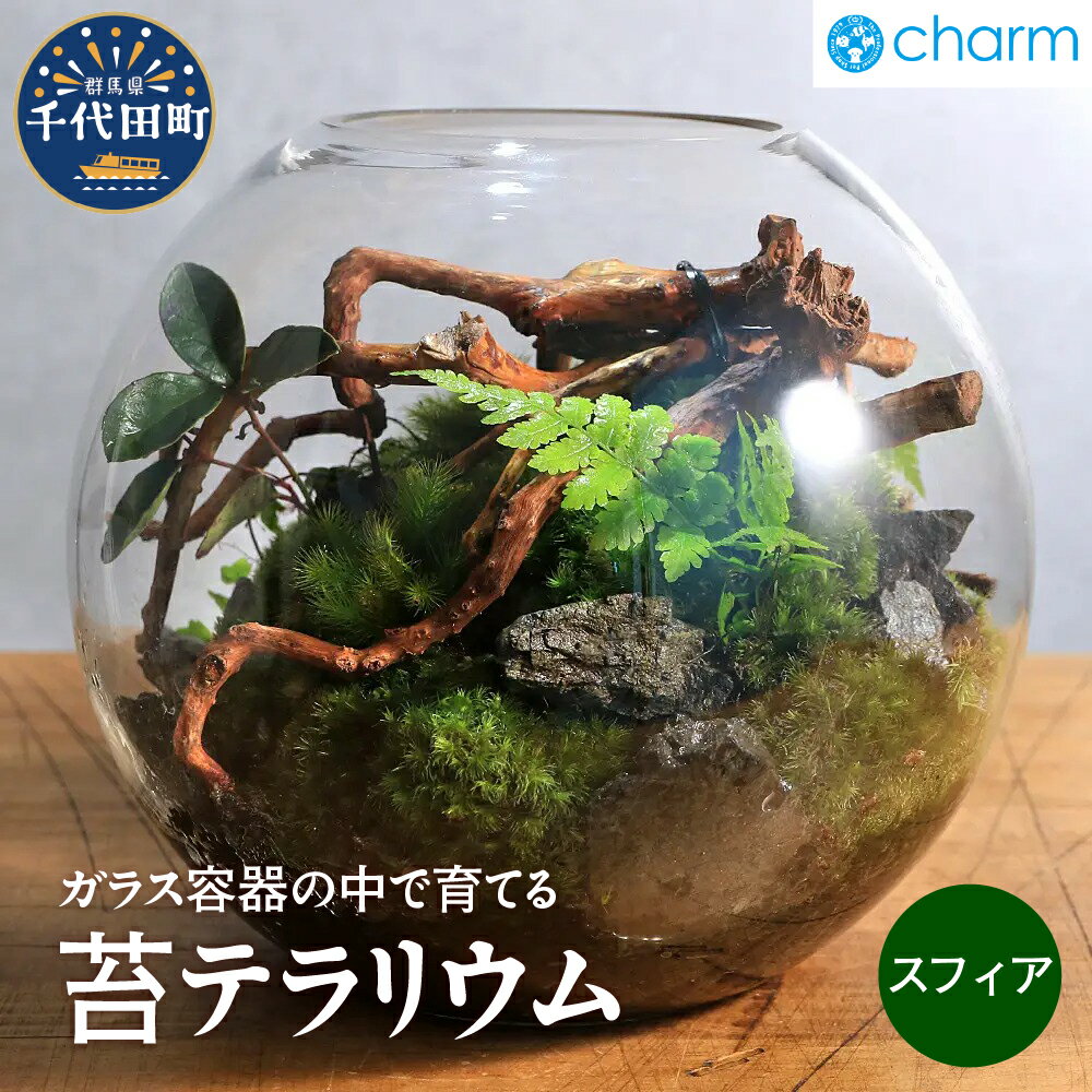 【ふるさと納税】苔テラリウム スフィア 北海道冬季発送不可 群馬県 千代田町 苔 インテリア ナチュラル 自然 プレゼント ギフト 贈答用 送料無料 趣味 風水 緑 人気 オススメ 初心者 玄関 自家栽培 株式会社チャーム