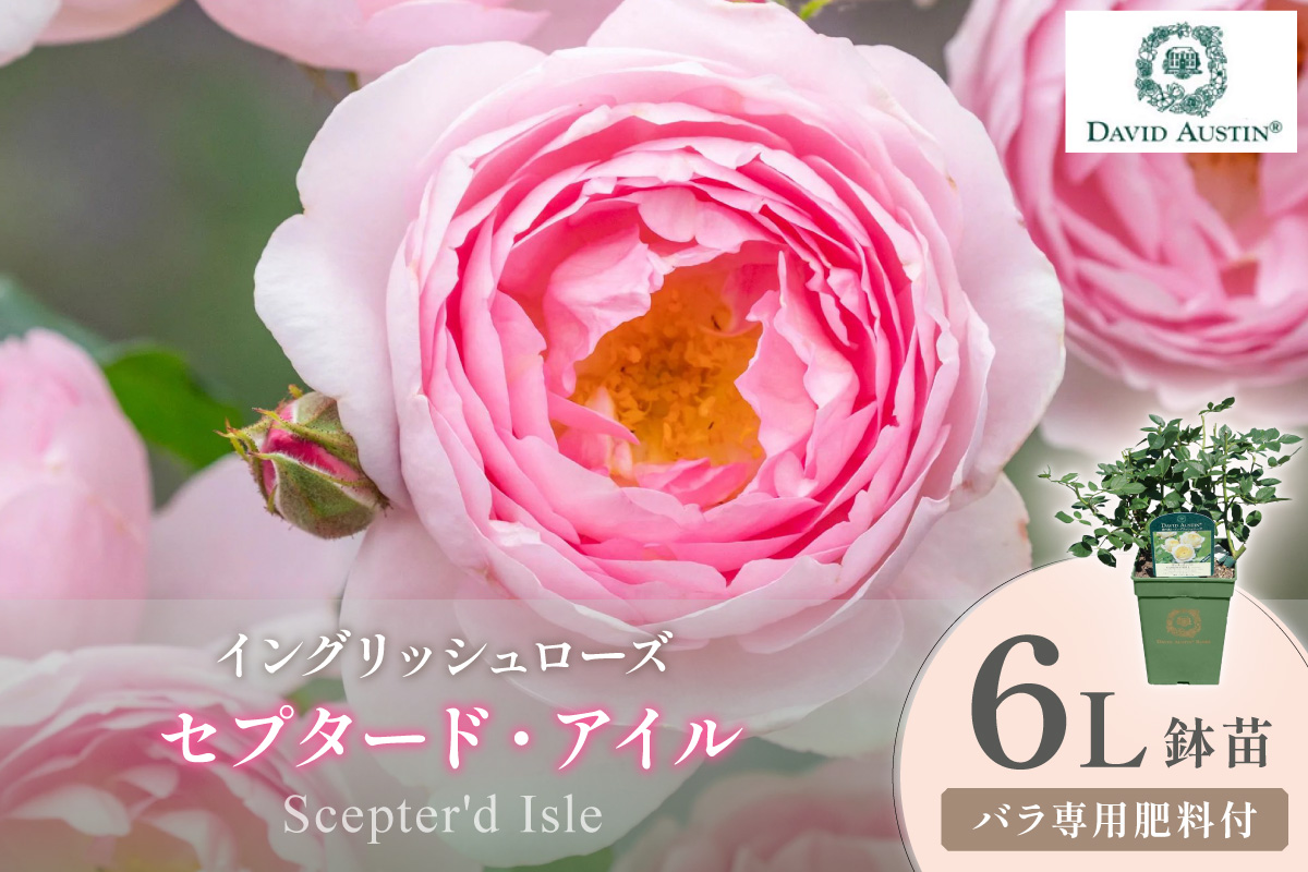 【イングリッシュローズ】デビッド・オースチン セプタード・アイル 6L鉢苗（バラ専用肥料付）【025D-043】