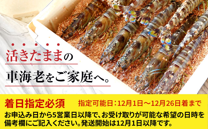 【配送地域限定・年内配送】＜活きたまま直送！＞活車海老（養殖） 計1kg（20尾-40尾） 佐賀県/株式会社拓水 浜崎クルマエビセンター [41ABAI003]