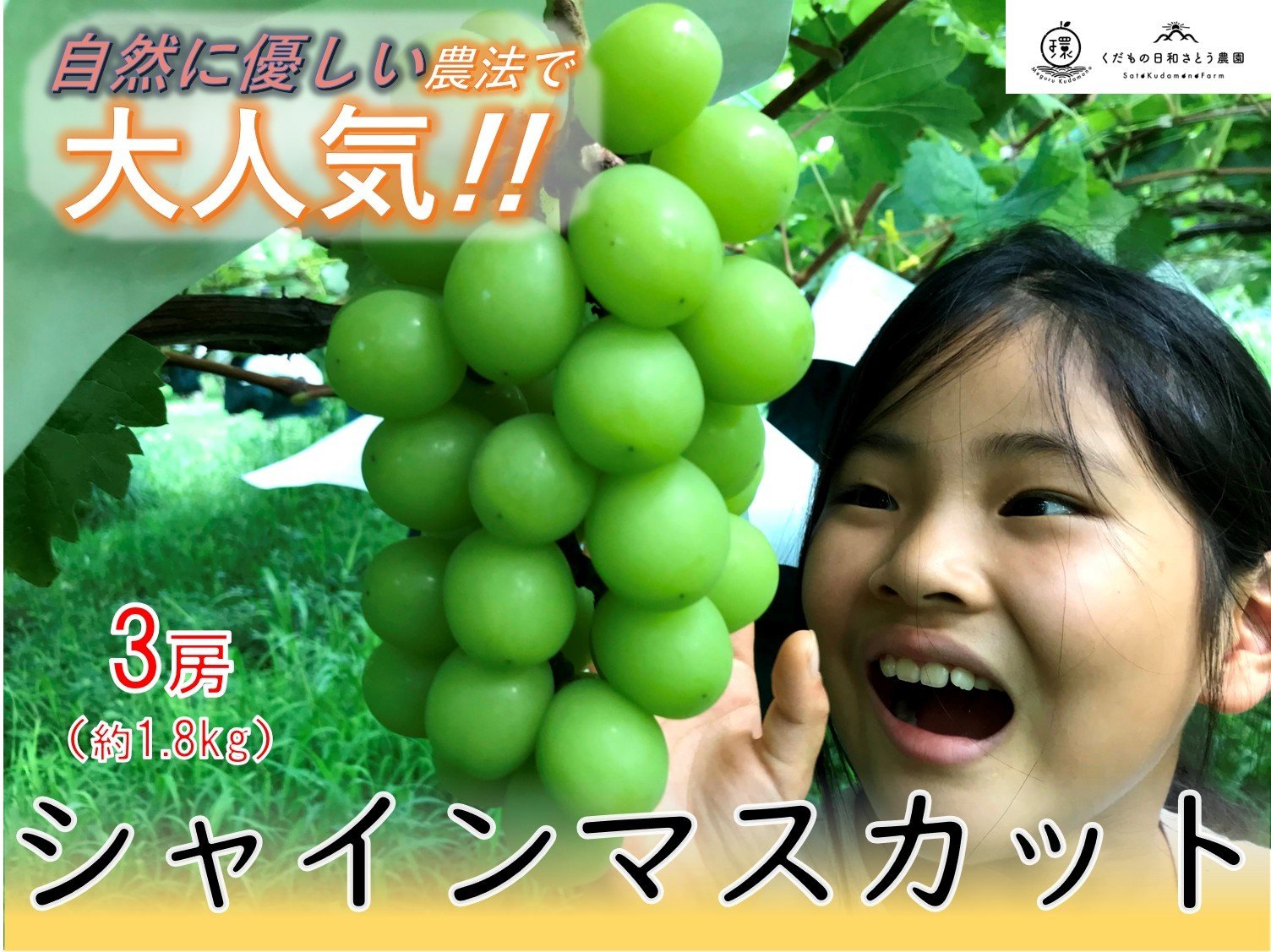 
                  ＜2026年発送先行予約＞【自然に優しいシャインマスカット3房】栽培期間中の農薬節減で美味しいシャインマスカット(約1.8kg) ALPEF001
                