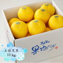 【ふるさと納税】【終了間近！申込は4月下旬頃まで】よりすぐりの土佐文旦 約10kg (2Lサイズ 20玉程度)/高知 果物 フルーツ 柑橘 みかん ぶんたん ブンタン【有限会社　武田青果】 [ATBB002]