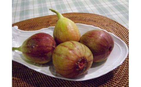 いちじく 冷蔵 約400g(4～6個)×4パック 約1.6kg  桝井ドーフィン 無花果 10月中旬まで受付  川島町いちじく生産組合 川島町産 特産 埼玉県 川島町