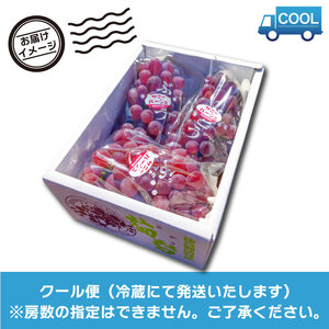 ぶどう サニールージュ 2kg 《 2025年 7月 下旬 ～ 順次発送 》フルーツ ぶどう ぶどう ぶどう