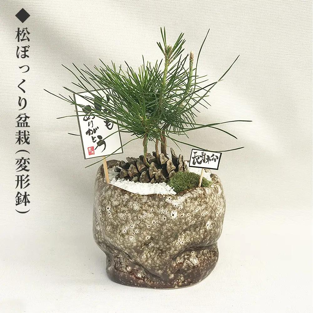 ミニ松 盆栽 ※2026年6月～発送